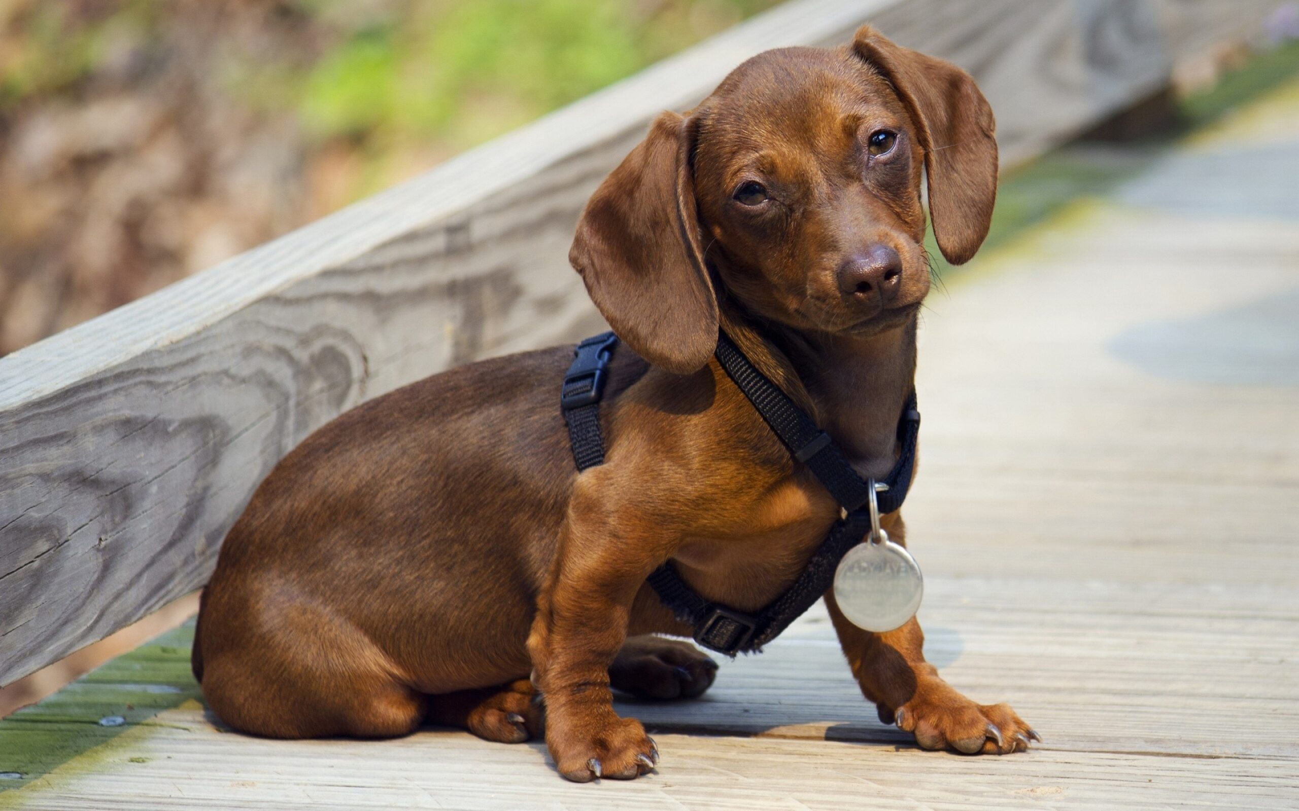Dachshund puppies from Dachsy Haven - happy and healthy litter