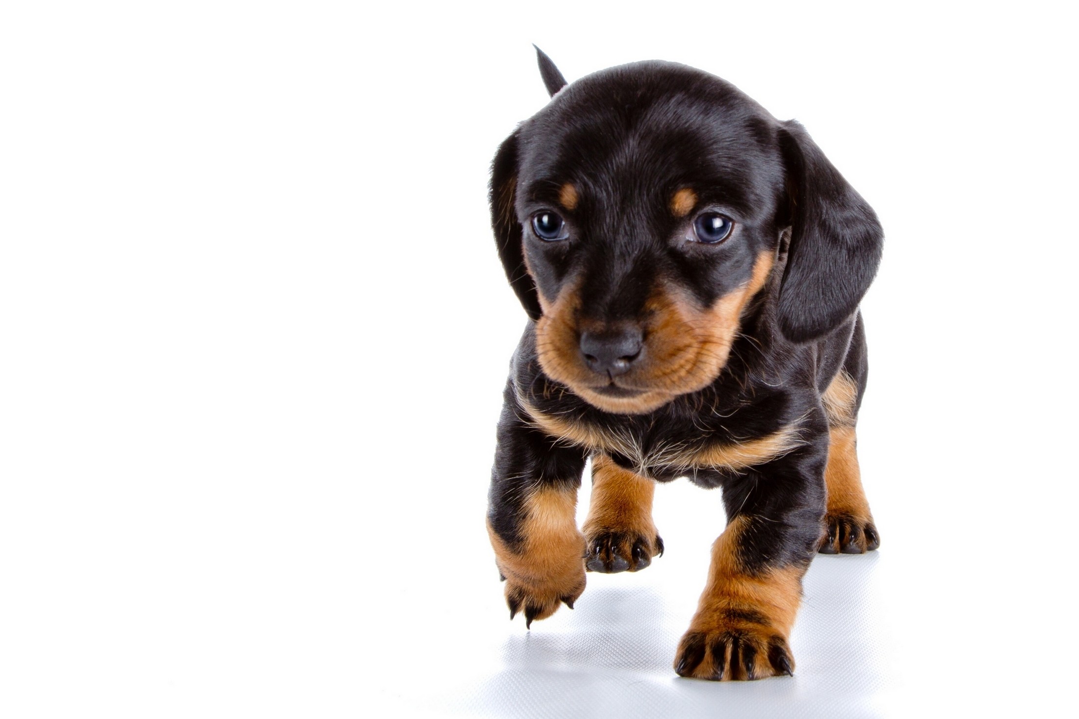 Black and Tan Miniature Dachshund Puppy for Sale