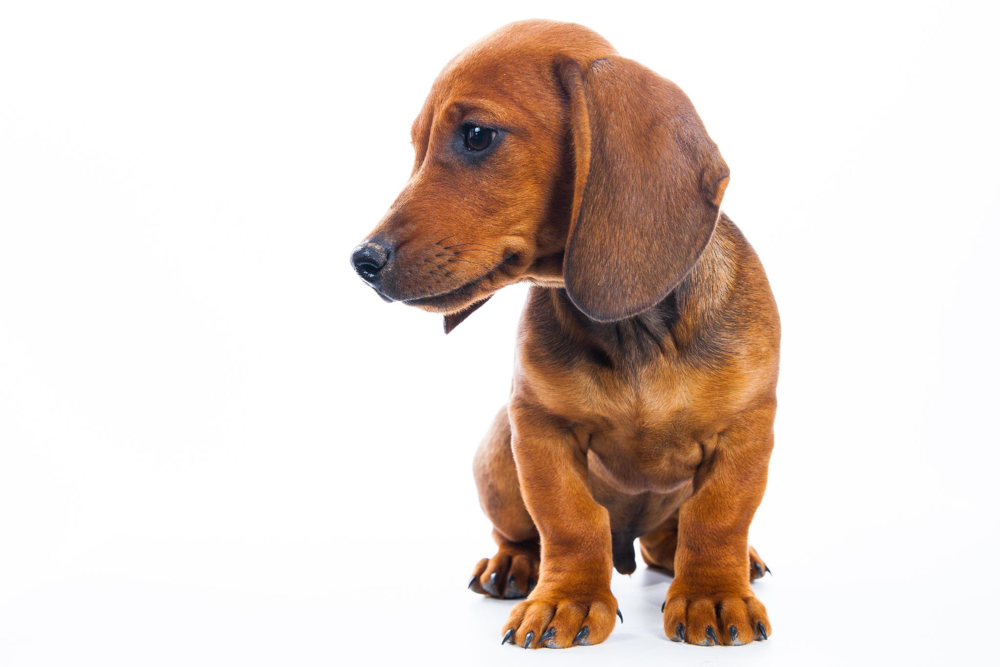 Smooth Coat Red Dachshund Puppy for Sale at Dachsy Haven