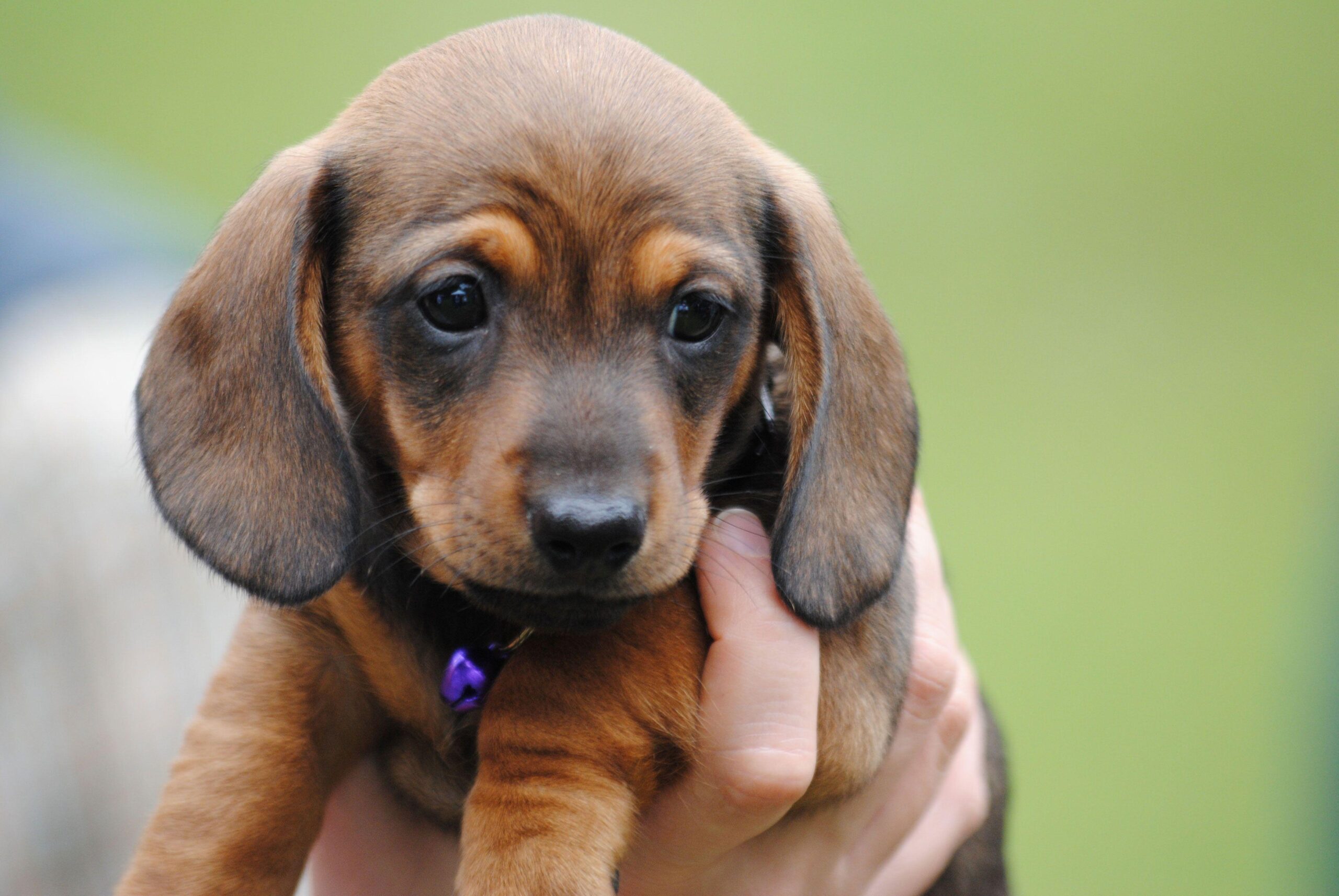 Longhaired Cream Dachshund Puppy - Rare & Elegant