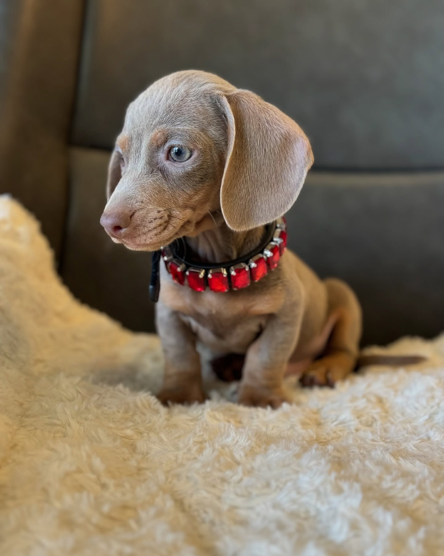 Candy - Dachshund puppy