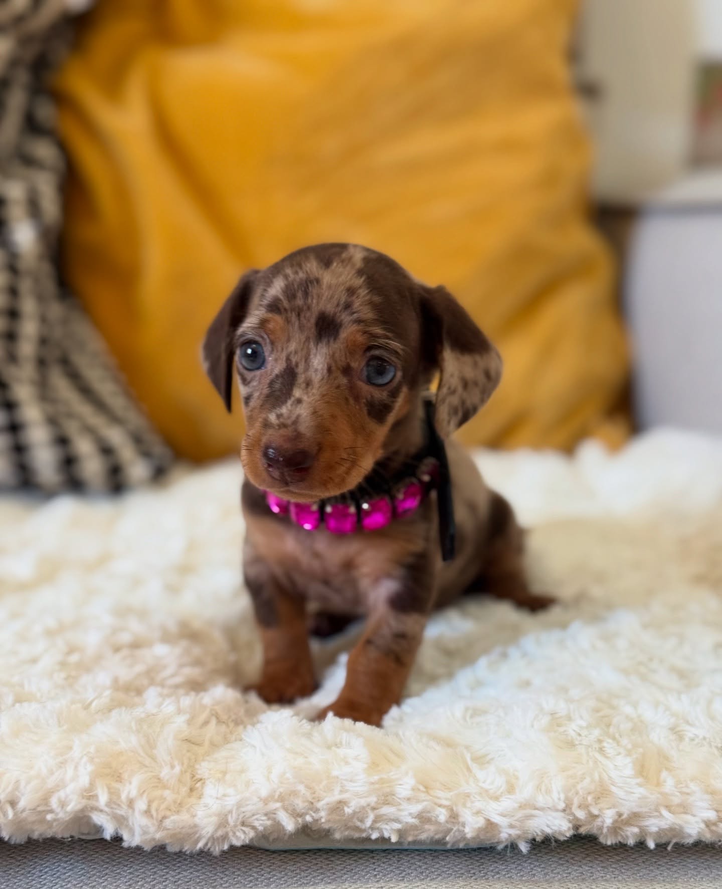Mario - Dachshund puppy