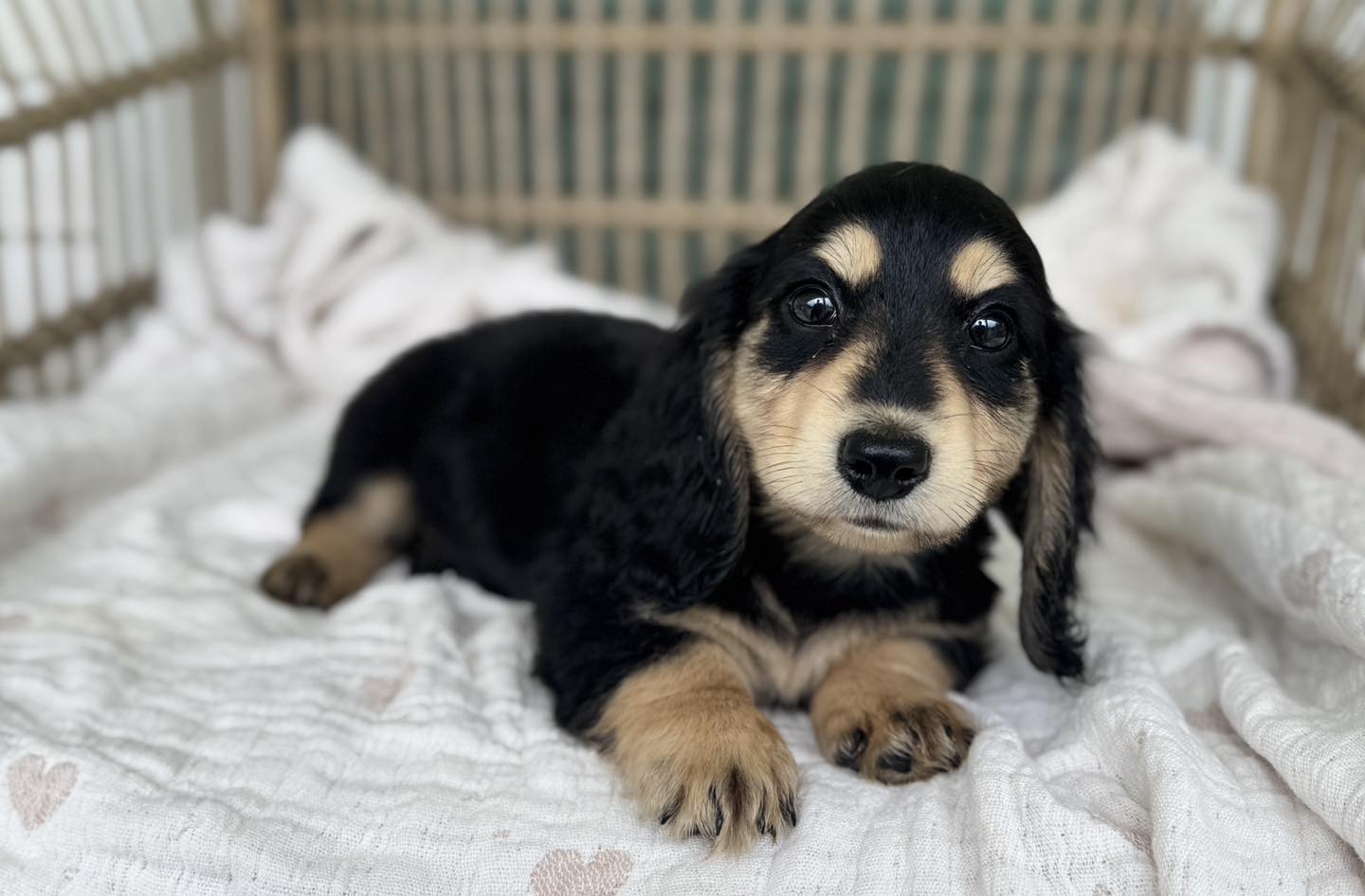 Nyx - Dachshund puppy
