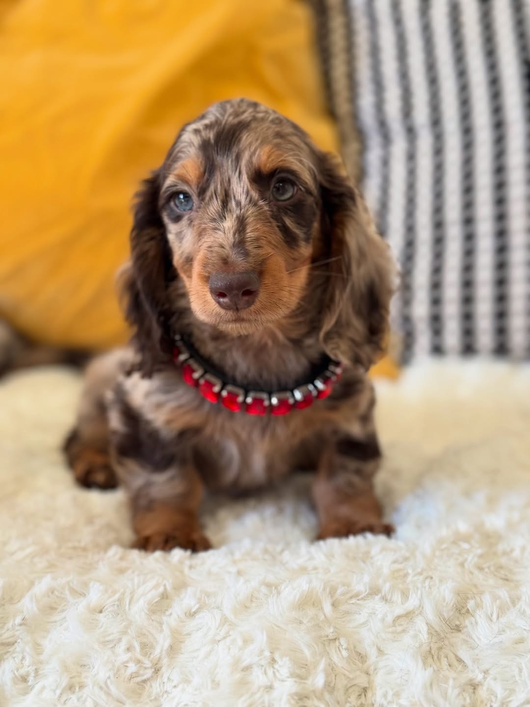 Cooper - Dachshund puppy