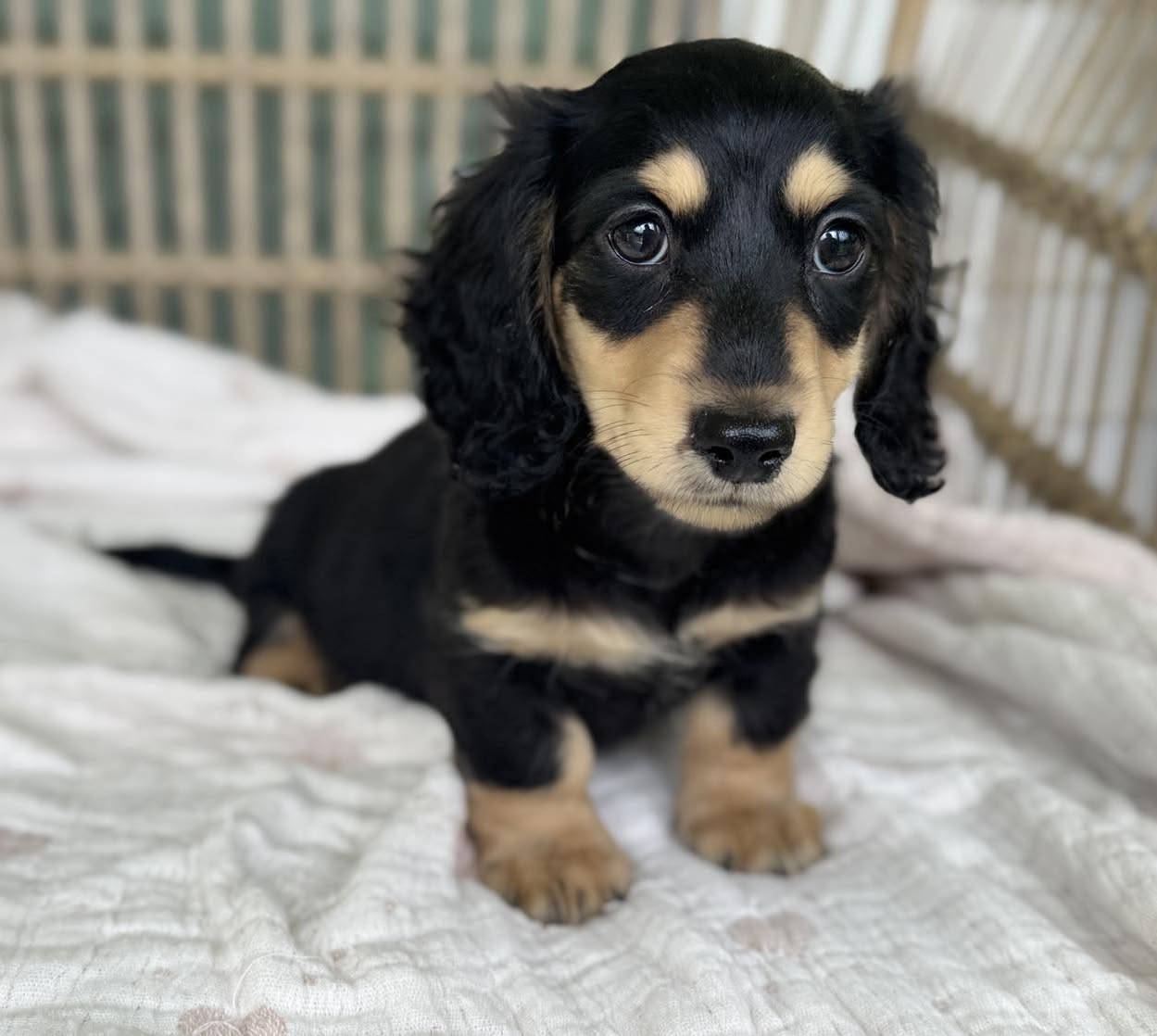 Dawson - Dachshund puppy