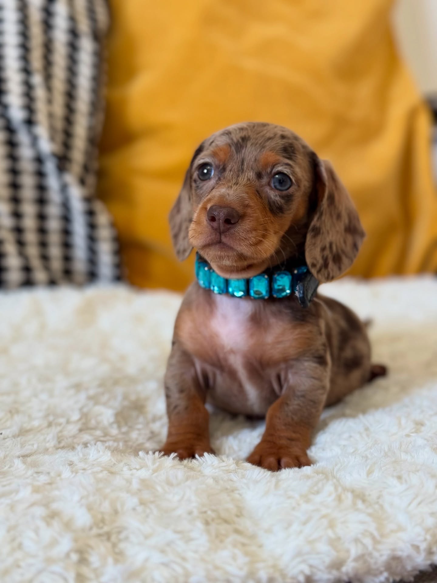 Gwen - Dachshund puppy