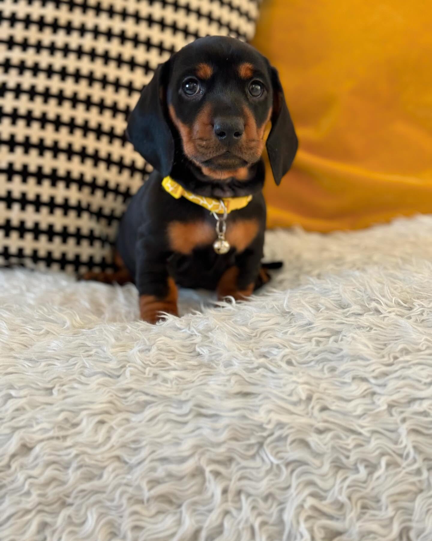 Jasper - Dachshund puppy