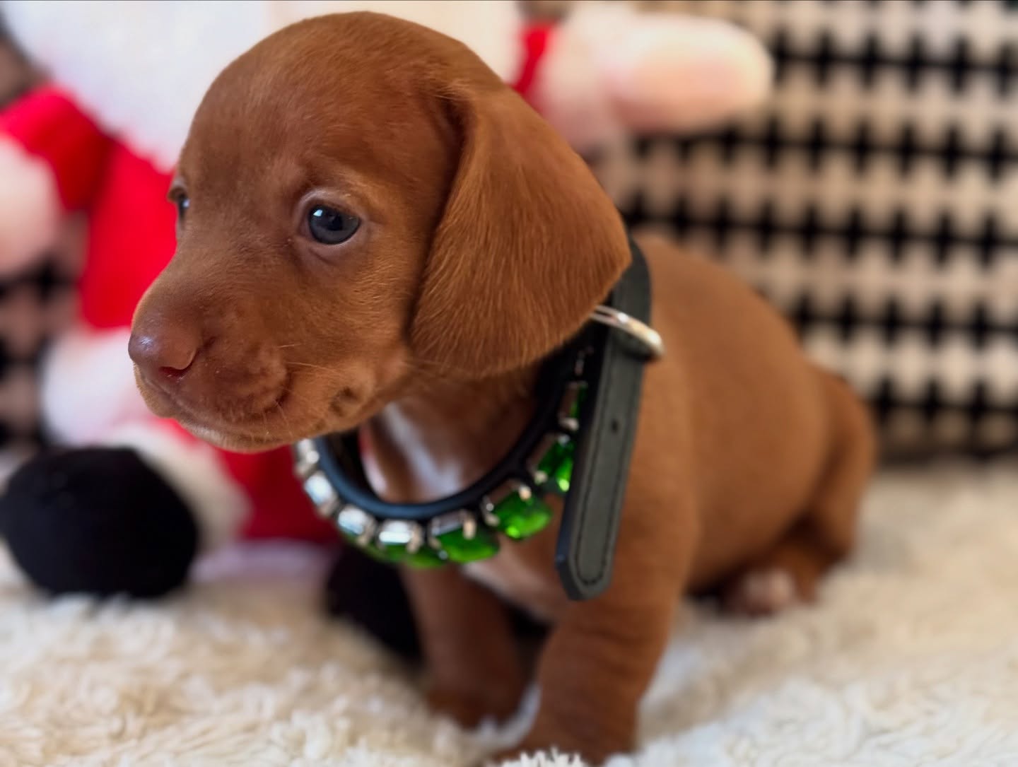 Jerry - Dachshund puppy