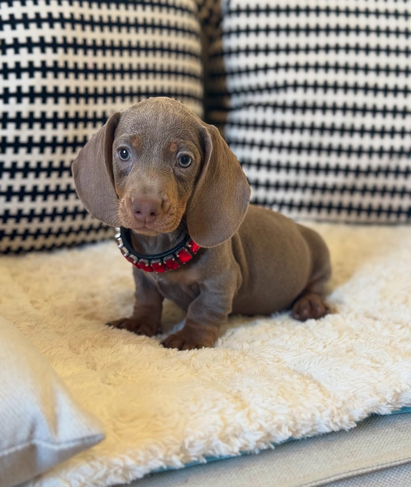 Odin - Dachshund puppy